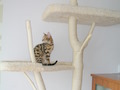 Kočičí strom
